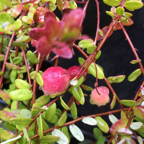 Cranberry Plant Early Black Vaccinium macrocarpon | ScotPlants Direct
